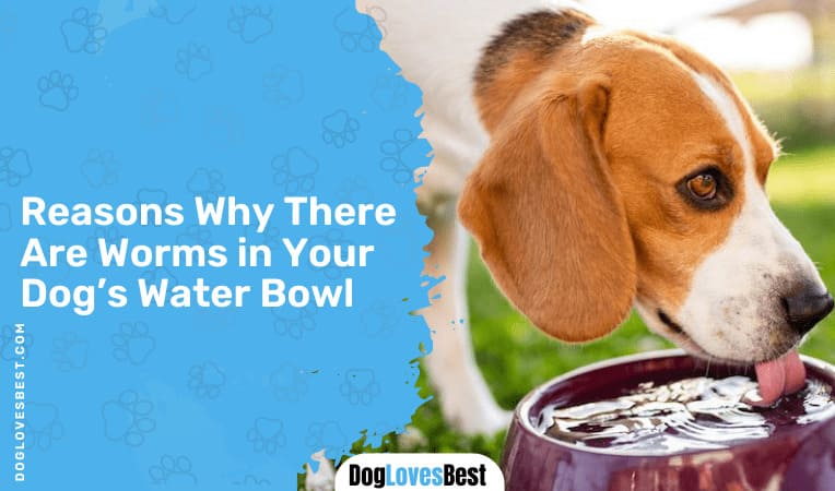 Reasons Why There Are Worms in Your Dog's Water Bowl