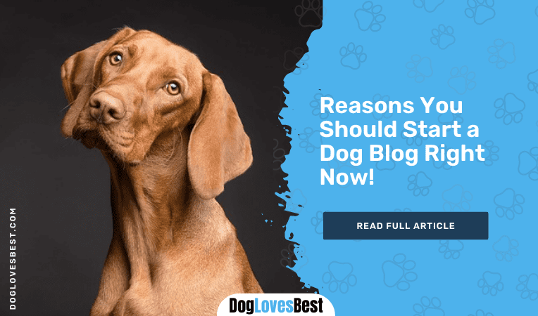 Reasons You Should Start a Dog Blog