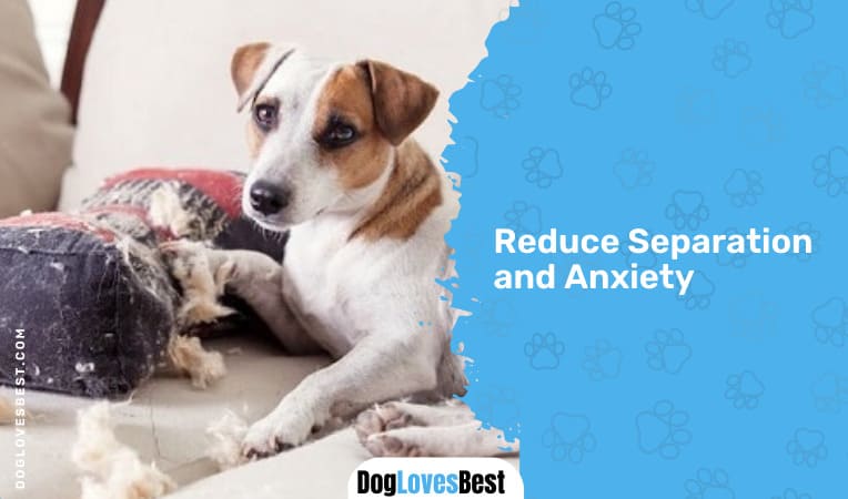 Reduce Separation and Anxiety