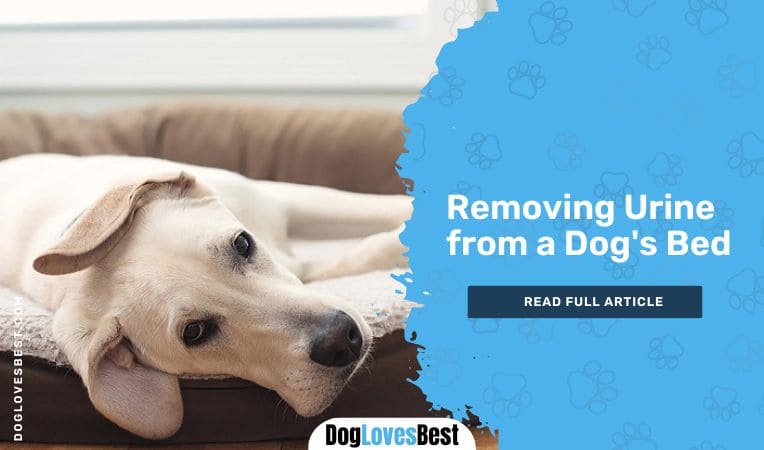 Removing Urine from a Dog's Bed