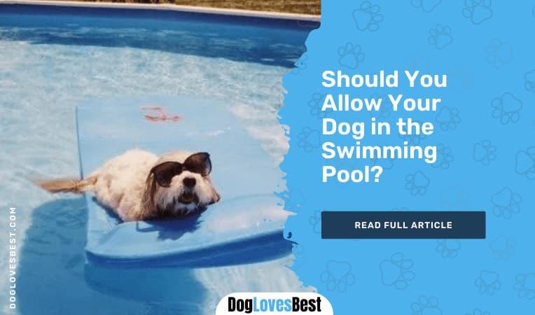 Should You Allow Your Dog in the Swimming Pool