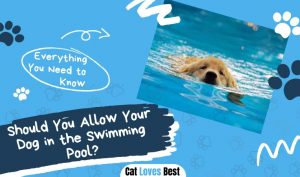 Should You Allow Your Dog in the Swimming Pool