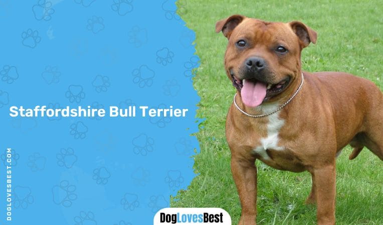 Staffordshire Bull Terrier