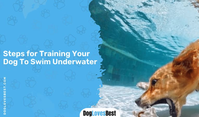 Steps for Training Your Dog to Swim Underwater