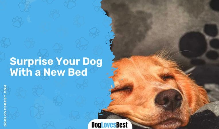 Surprise Your Dog With a New Bed
