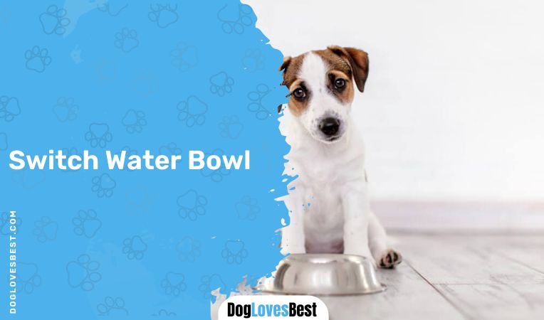 Switch Water Bowl