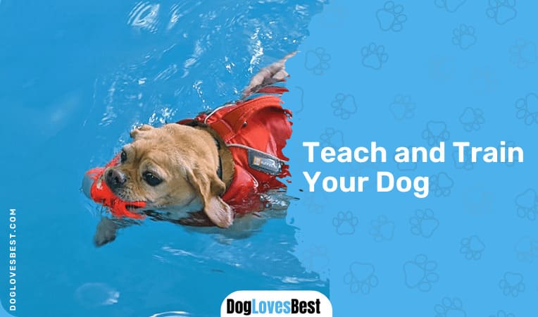 Teach and Train Your Dog