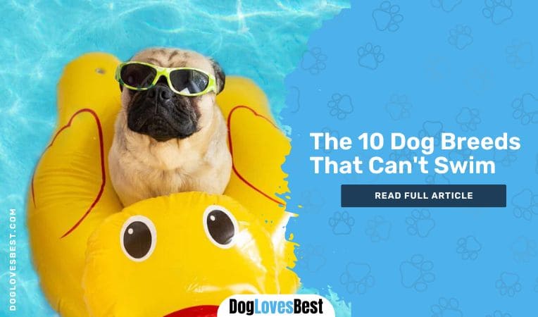 The 10 Dog Breeds That Can't Swim