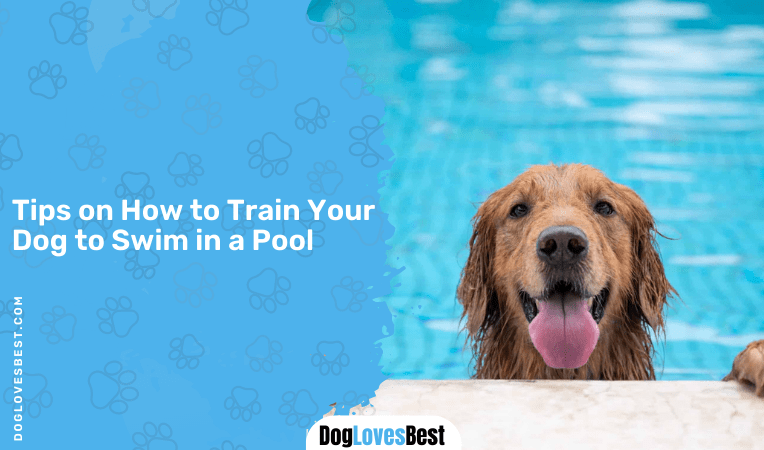 Tips on How to Train Your Dog to Swim in a Pool