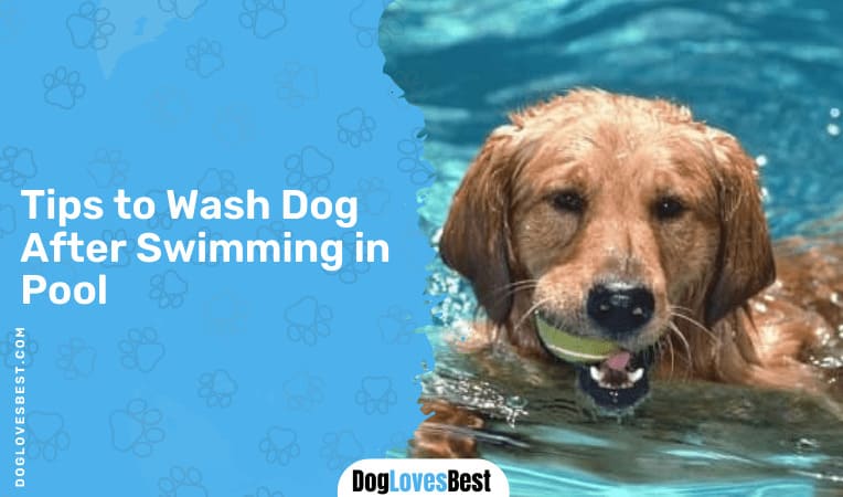 Tips to Wash Dog After Swimming in Pool