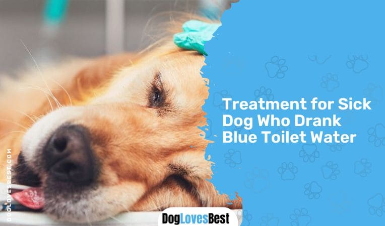 Treatment for Sick Dog Who Drank Blue Toilet Water