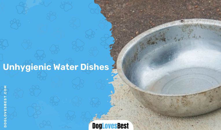 Unhygienic Water Dishes