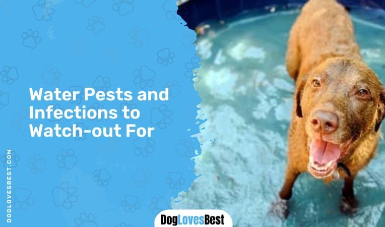 Water Pests and Infections to Watch-out For
