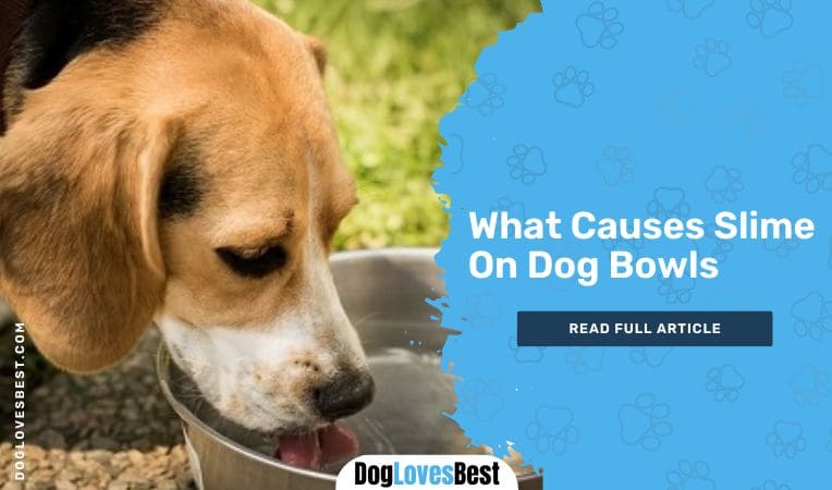 What Causes Slime On Dog Bowls