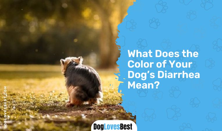 What Does the Color of Your Dog’s Diarrhea Mean