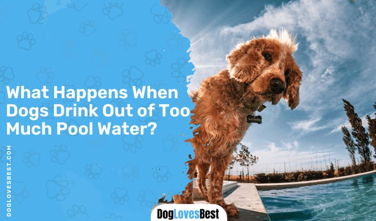 What Happens When Dogs Drink Out of Too Much Pool Water