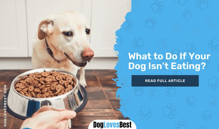 What to Do If Your Dog Isn’t Eating