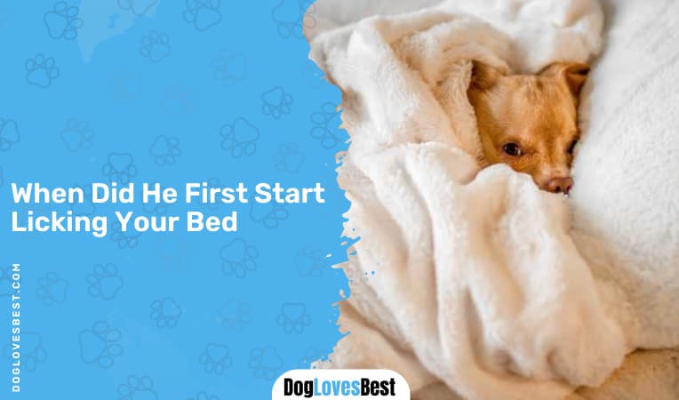 When Did He First Start Licking Your Bed