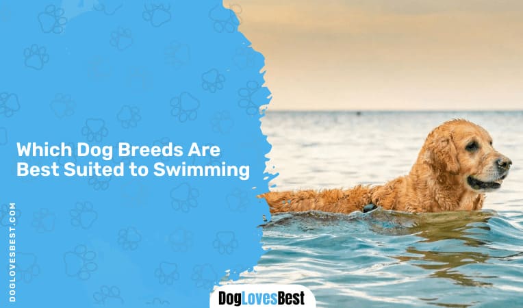 Which Dog Breeds Are Best Suited to Swimming