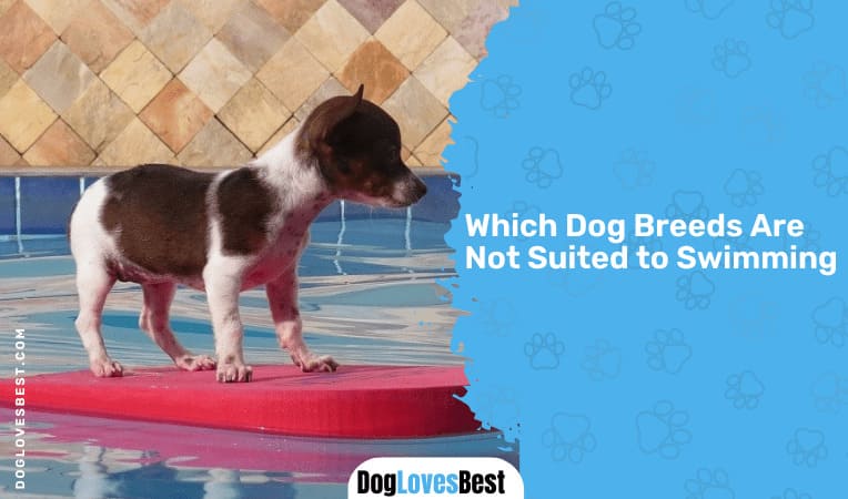 Which Dog Breeds Are Not Suited to Swimming