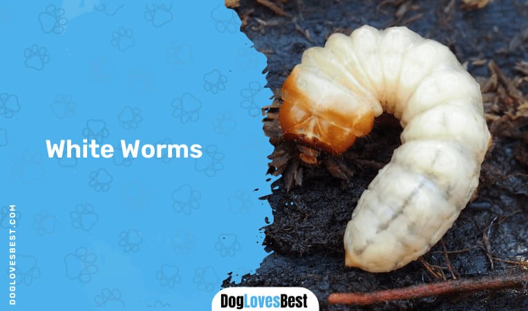 White Worms