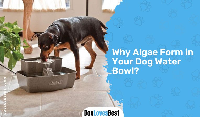 Why Algae Form in Your Dog Water Bowl