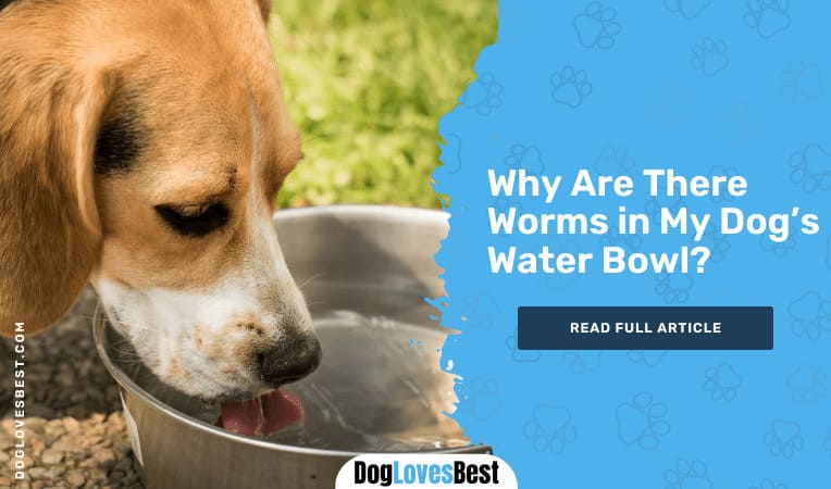 Why Are There Worms in My Dog’s Water Bowl