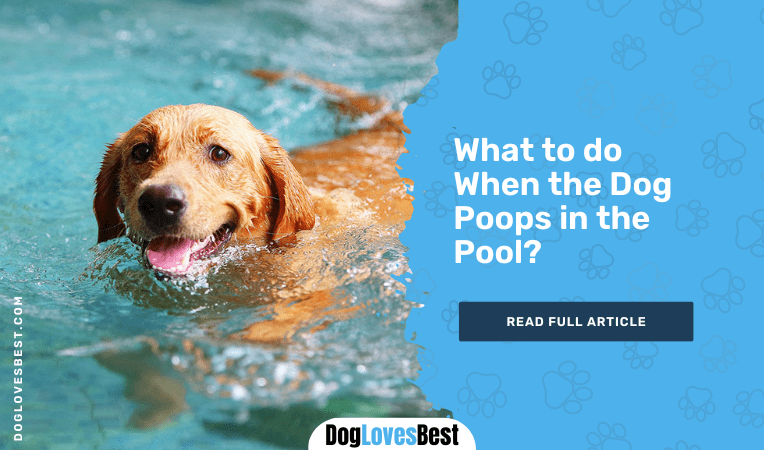 What to do When the Dog Poops in the Pool