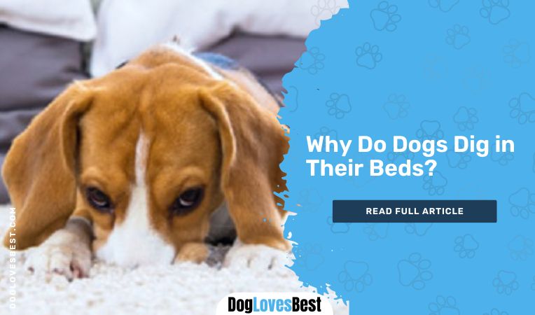 Why Do Dogs Dig in Their Beds