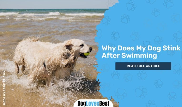 Why Does My Dog Stink After Swimming