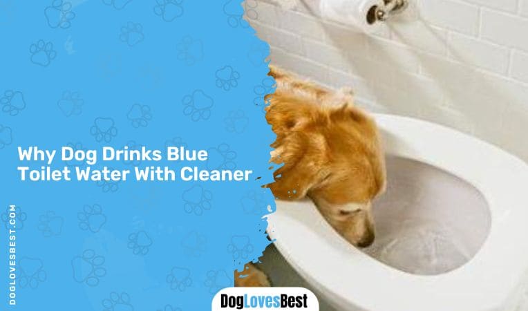 Why Dog Drinks Blue Toilet Water With Cleaner