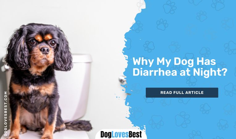 Why My Dog Has Diarrhea at Night