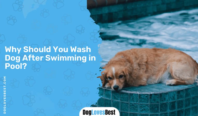 Why Should You Wash Dog After Swimming in Pool