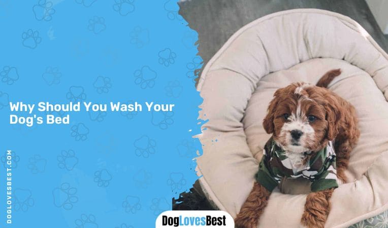 Why Should You Wash Your Dog's Bed