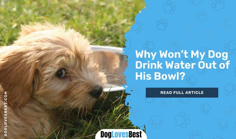 Why Won't My Dog Drink Water Out of His Bowl
