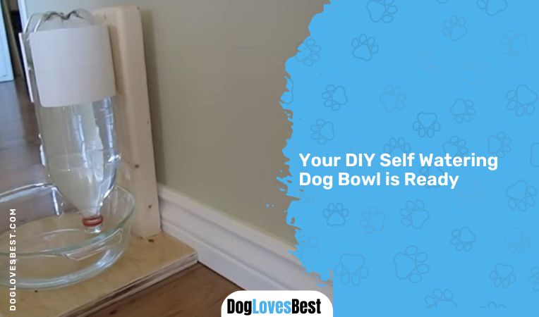 Your DIY Self Watering Dog Bowl is Ready