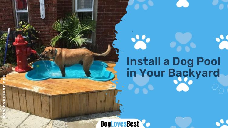 Install a Dog Pool in Your Backyard