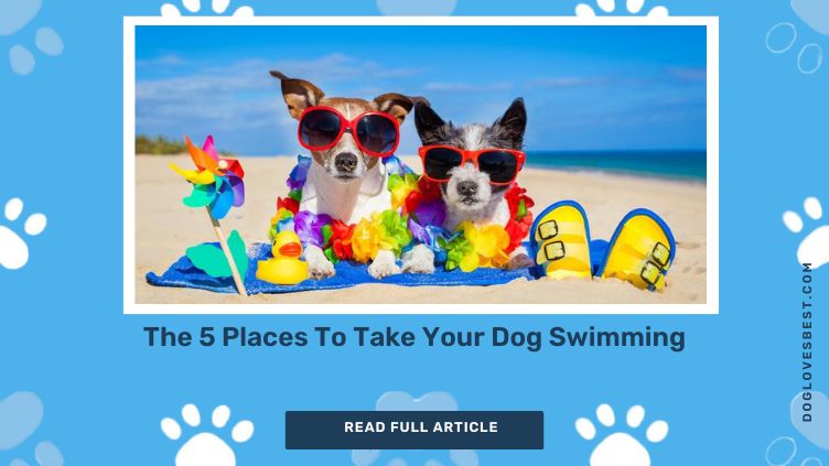Places To Take Your Dog Swimming