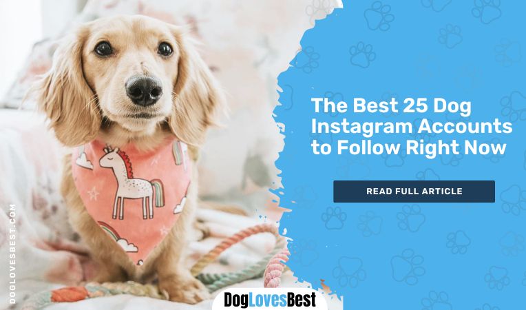 The Best 25 Dog Instagram Accounts to Follow Right Now