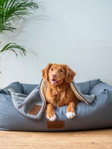 dog bed for webstories