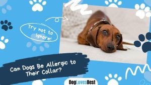dogs allergic to collaar