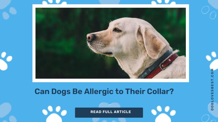 Collar allergies in dogs