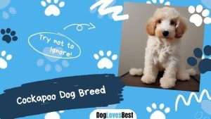 Cockapoo Dog Breed