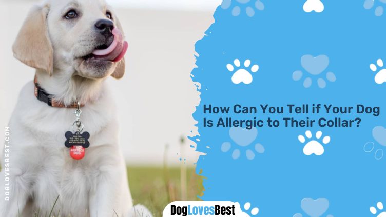 Dogs have collar allergies.