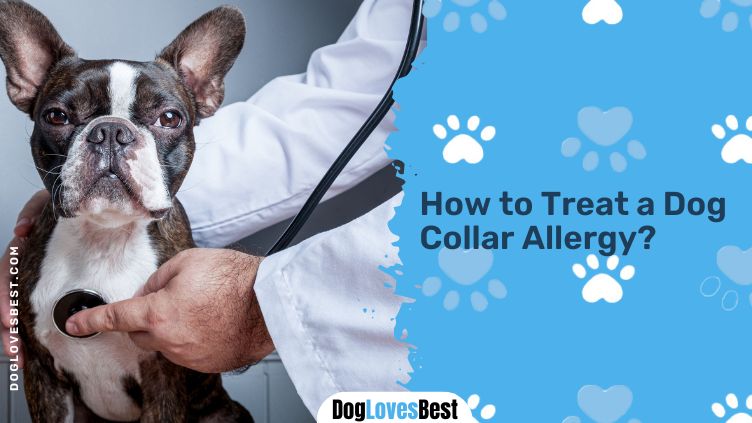 Treat a Dog Collar Allergy