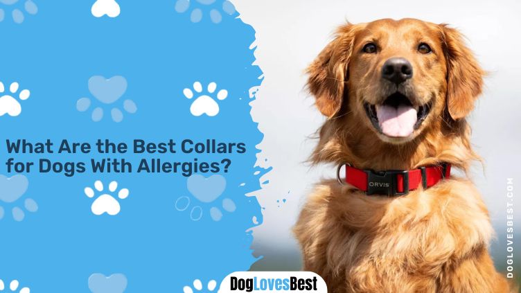 best dog collars