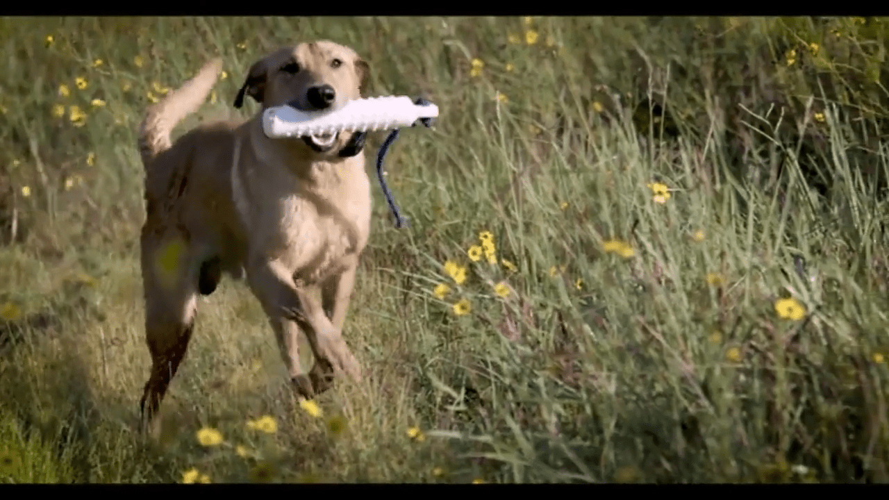 The 5 Best Dog Toys for Hunting Dogs In 2023 Reviews & Top Picks