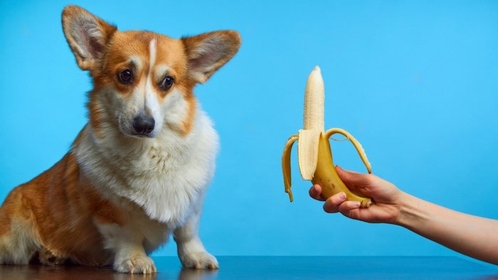 Can Dogs Eat Banana