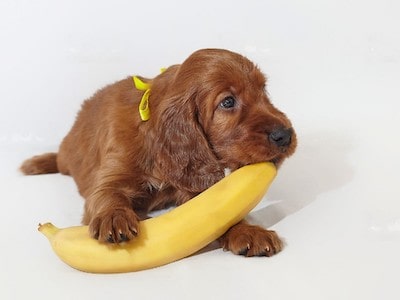 Dogs Have Banana