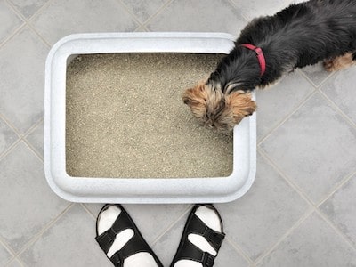 Dog Litter Box